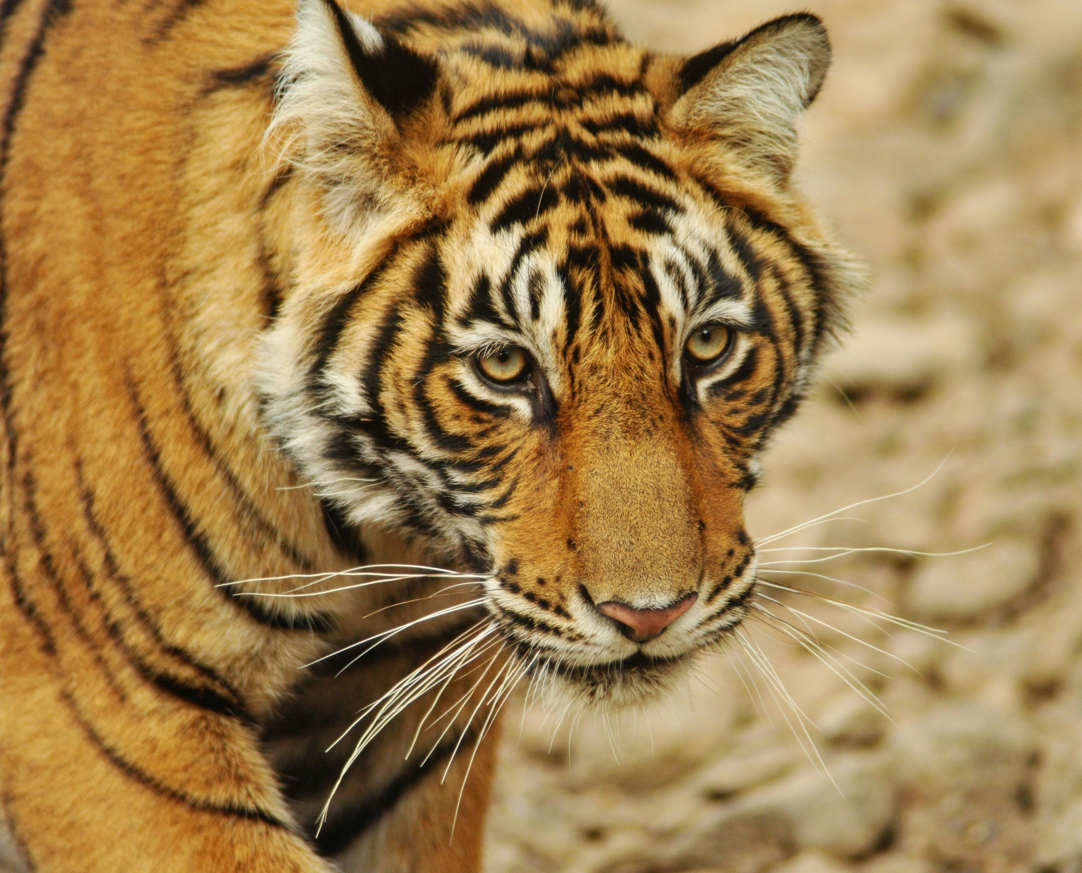 Sawai Madhopur – Gateway to Ranthambore